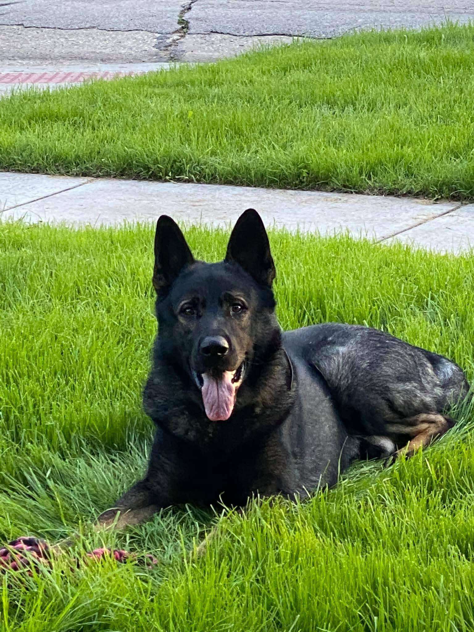 Chapman K-9 Dash - (Photo - Chapman Police Department)