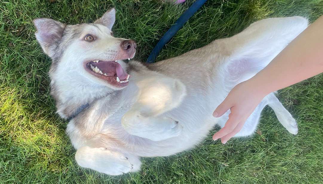 Wolfie - Caring Hands Humane Society