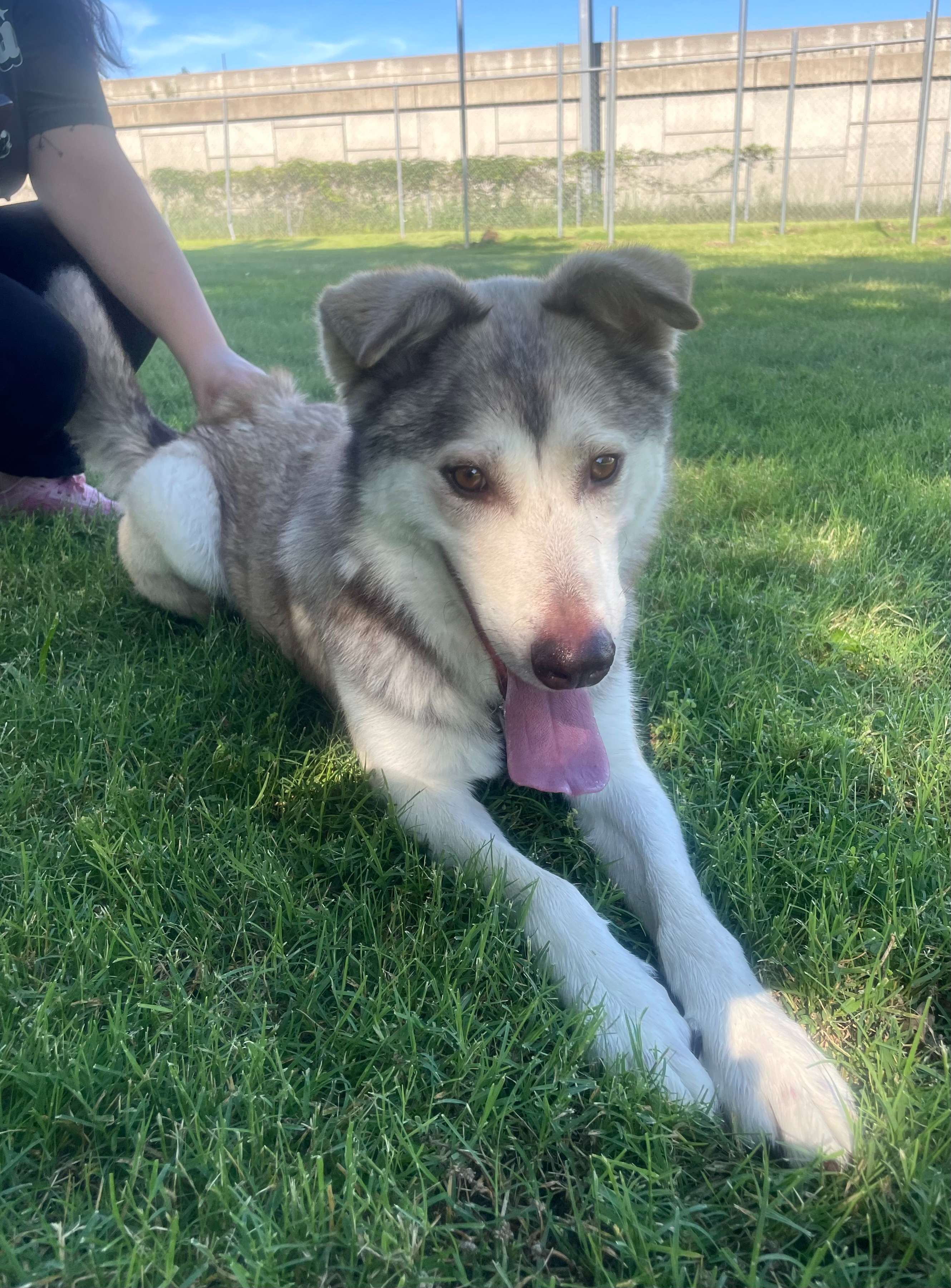 Wolfie - Caring Hands Humane Society