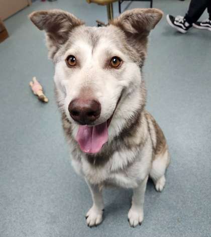 Wolfie - Caring Hands Humane Society