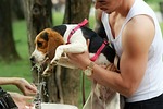 KSU veterinarian urges pet owners to take precautions against seasonal hazards