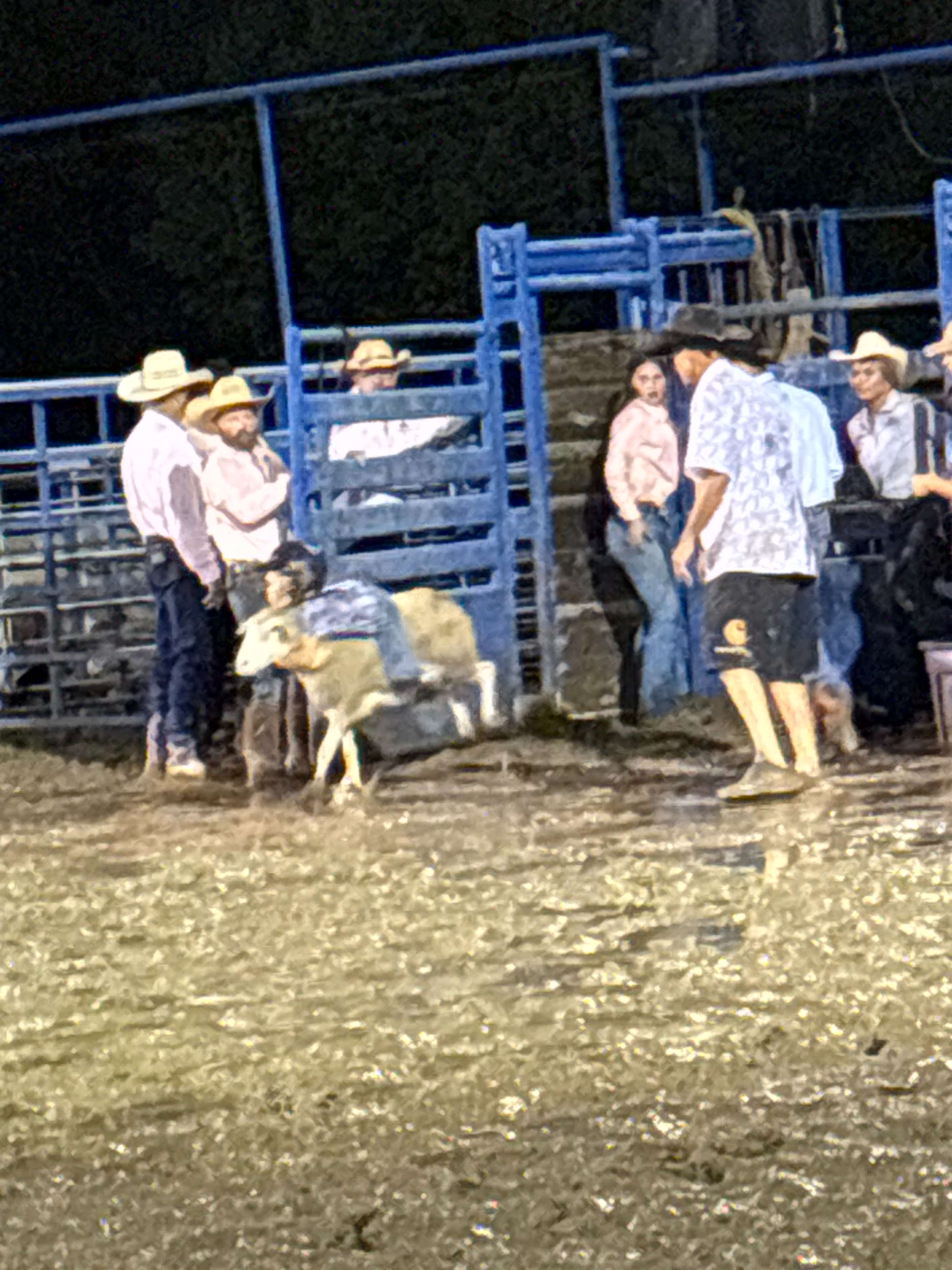 Mutton Bustin