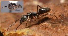 The Asian Needle Ant. Courtesy USDA.