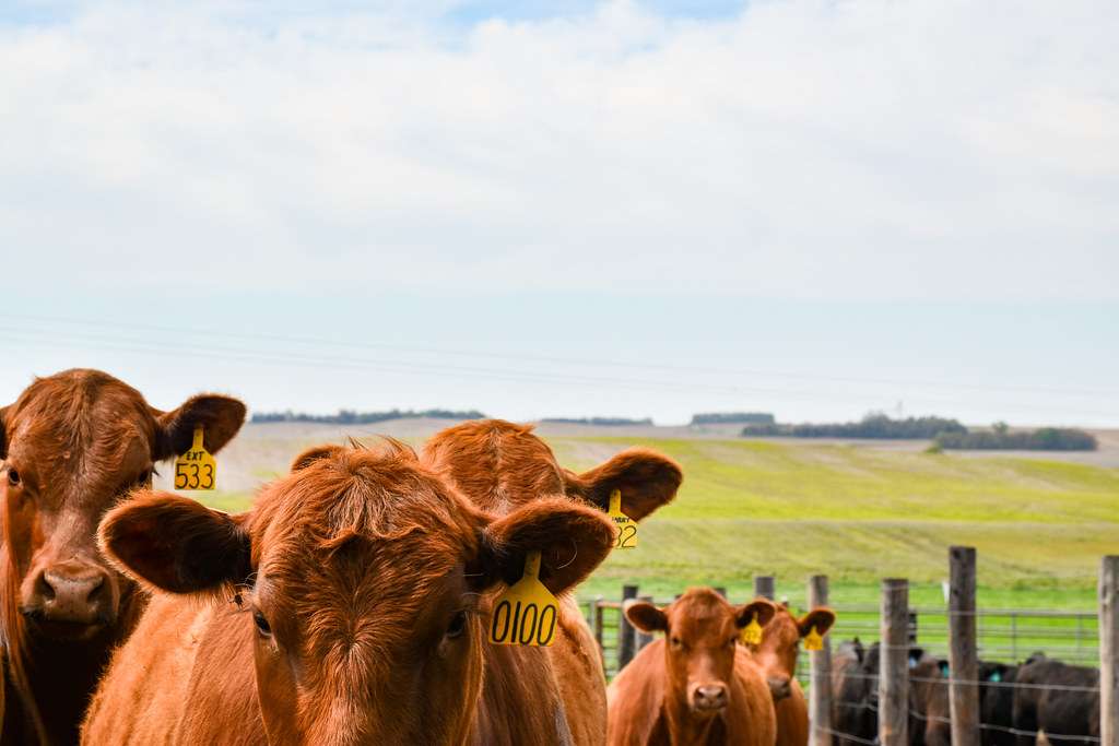 <i>With the past cattle market, it's important to evaluate potential investments efficiently. Photo by Abigayle Warm</i>