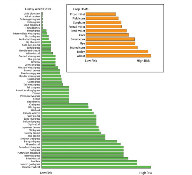 Figure 2. From K-State Research and Extension Publication MF3383: Wheat Streak Mosaic. These graphs show the relative risk of various crops, grassy weeds, and pasture grasses to serve as hosts for the wheat streak mosaic virus and the wheat curl mite. 