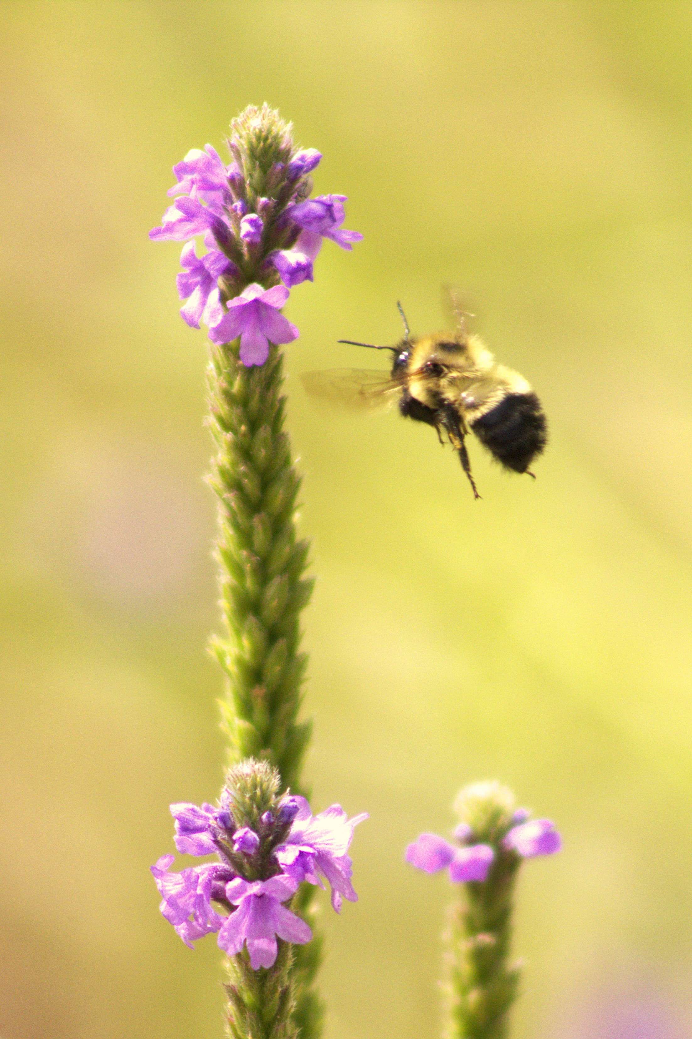 "Bumblebee and Wooly Verbena" (photo by Courtney Sherlock)