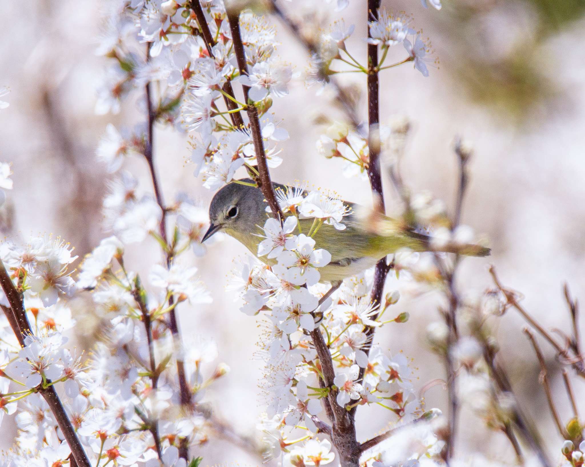 "Surrounded by Blossoms" (photo by Kate Casey)