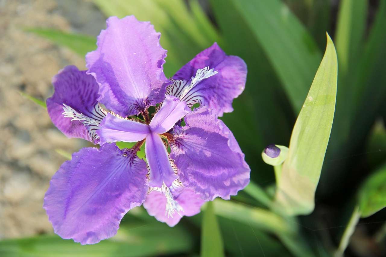 Purple iris. Photo by Pixabay