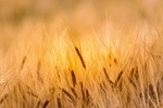 Wheat Scoop - Inside the FSA: What Kansas farmers need to know now