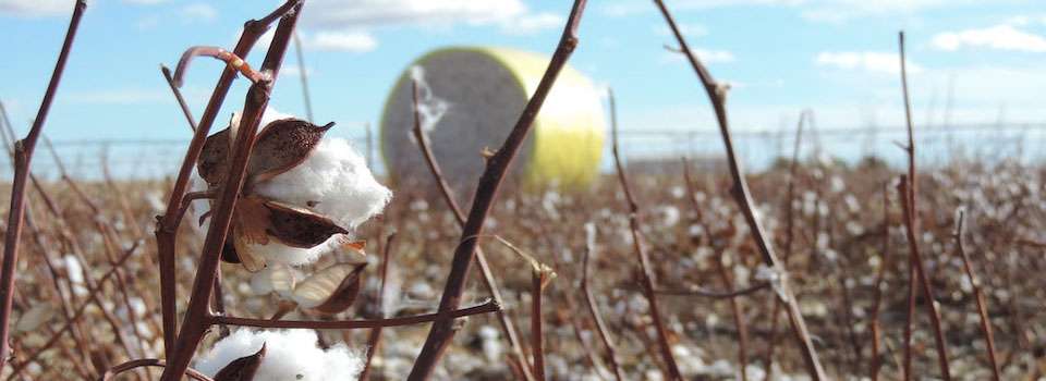 Image courtesy of K-State research and extension 