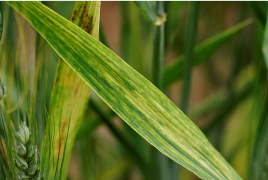 A leaf with characteristic symptoms of wheat streak mosaic complex. Photo taken in Russell in 2025. Photo by Kelsey Andersen Onofre/K-State Research and Extension.