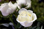 Lois 'Jean' Allen September 18, 1939-July 30, 2025
