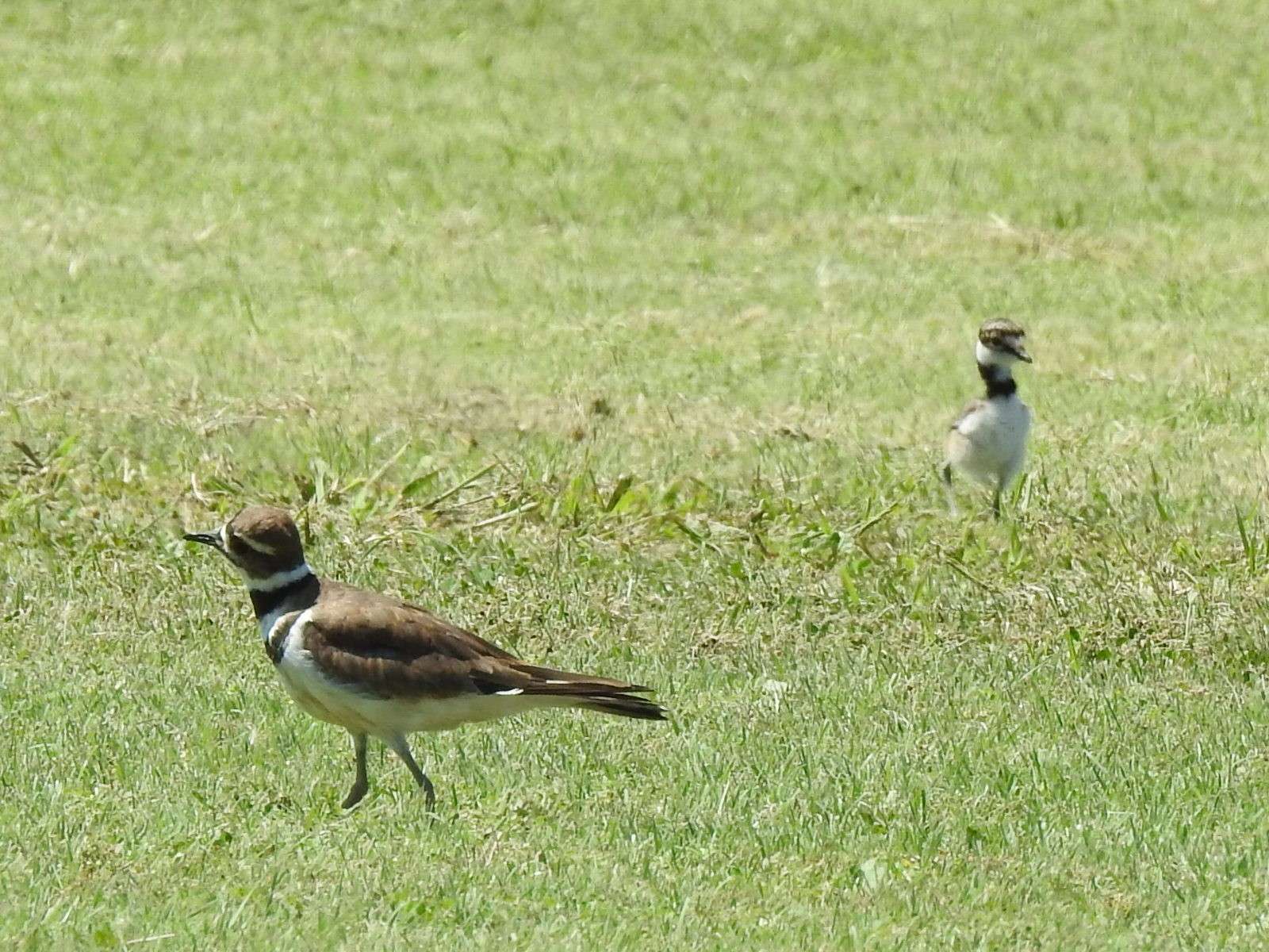 Killdeer. Courtesy photo 