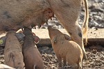 Proposed sow farm in Ottawa County causes widespread concerns