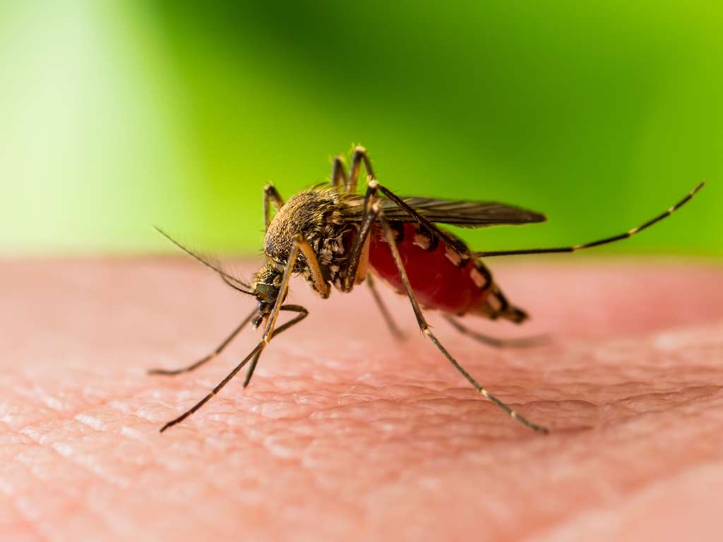 West Nile Virus