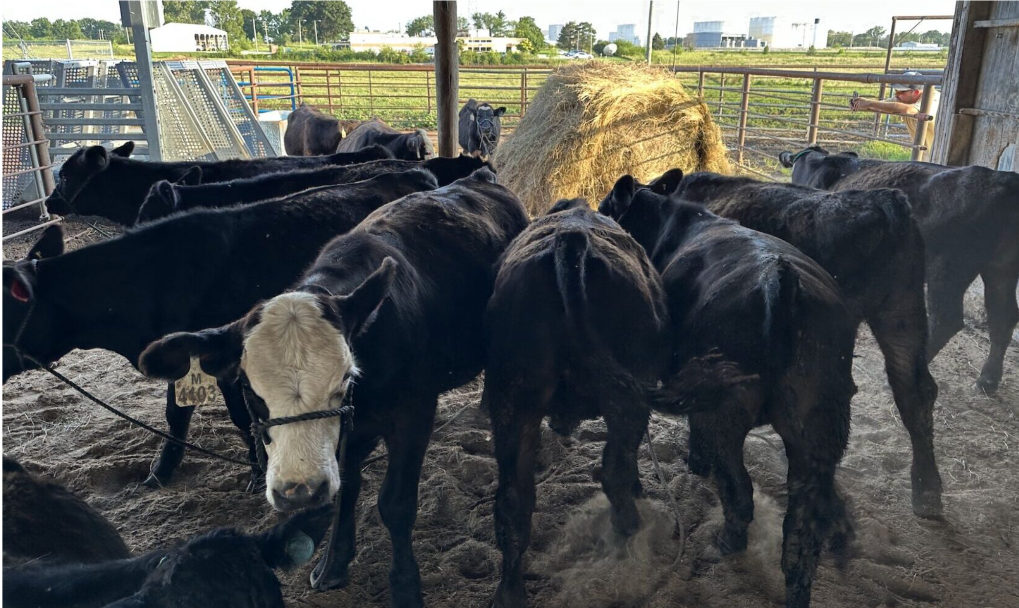 Cows are pictured at the University of Missouri South Farm. Cattle weight may be approaching a tipping point, experts say (Noah Grabianski/Missouri Business Alert)
