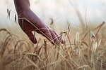 Governor Kelly proclaims August as "Kansas Farmers' Market Month"
