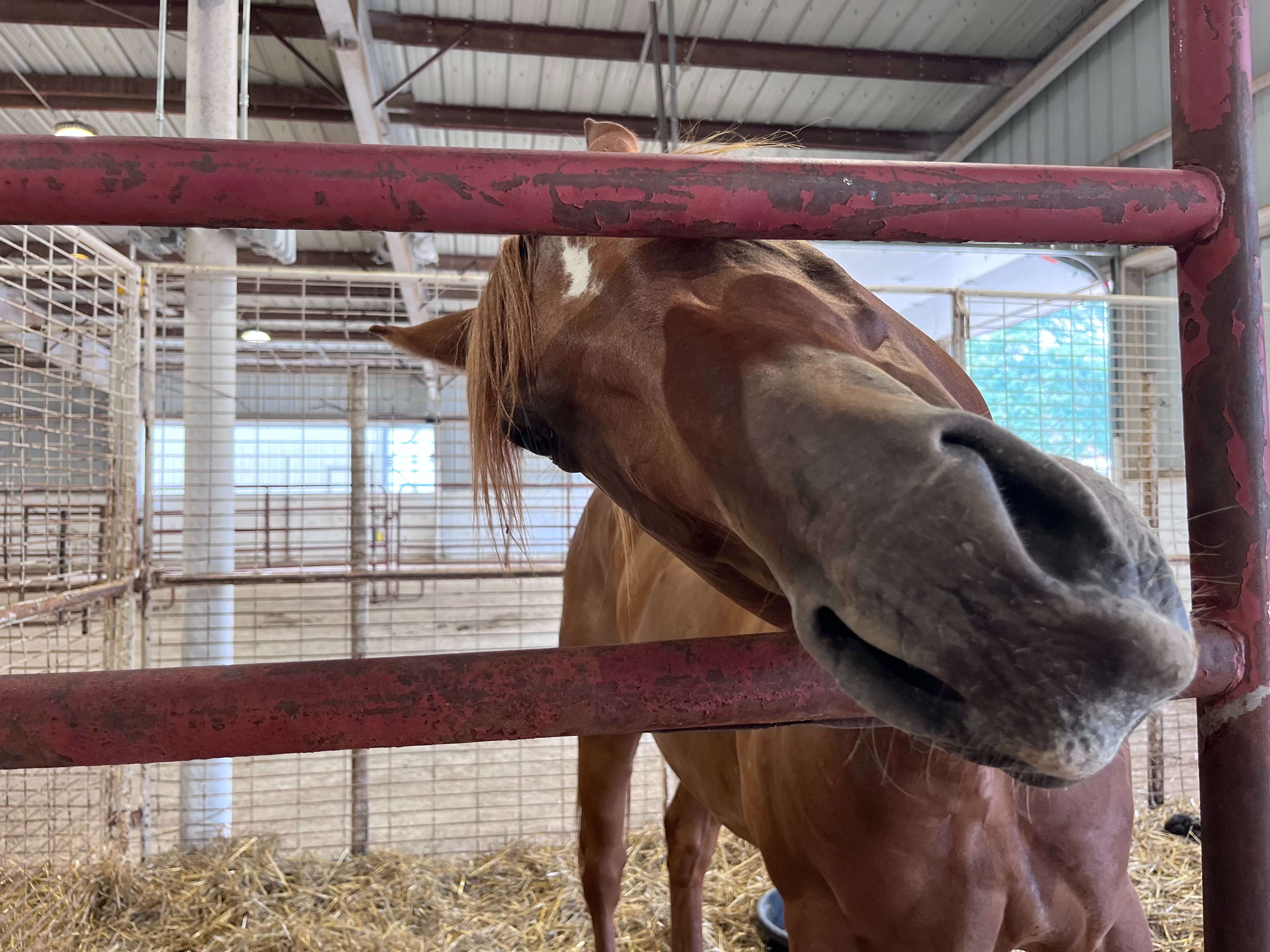 Ell-Saline FFA petting zoo at the 2025 Tri-Rivers Fair