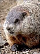 Woodchuck. Courtesy photo