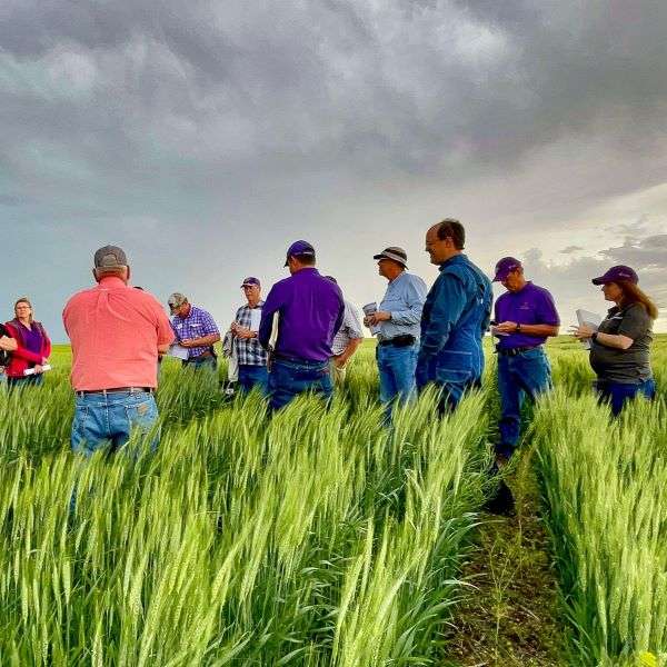 Wheat variety plot tour. Photo courtesy K-State Research and Extension&nbsp;