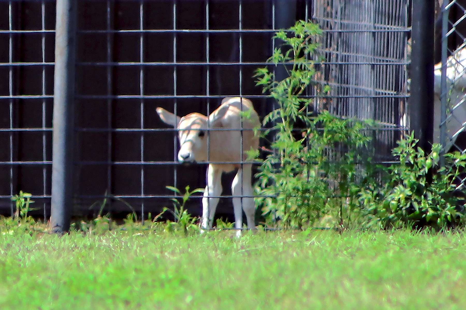 Addax calf arrived to the Rolling Hills Zoo on August 2nd; photo courtesy of Rolling Hills Zoo