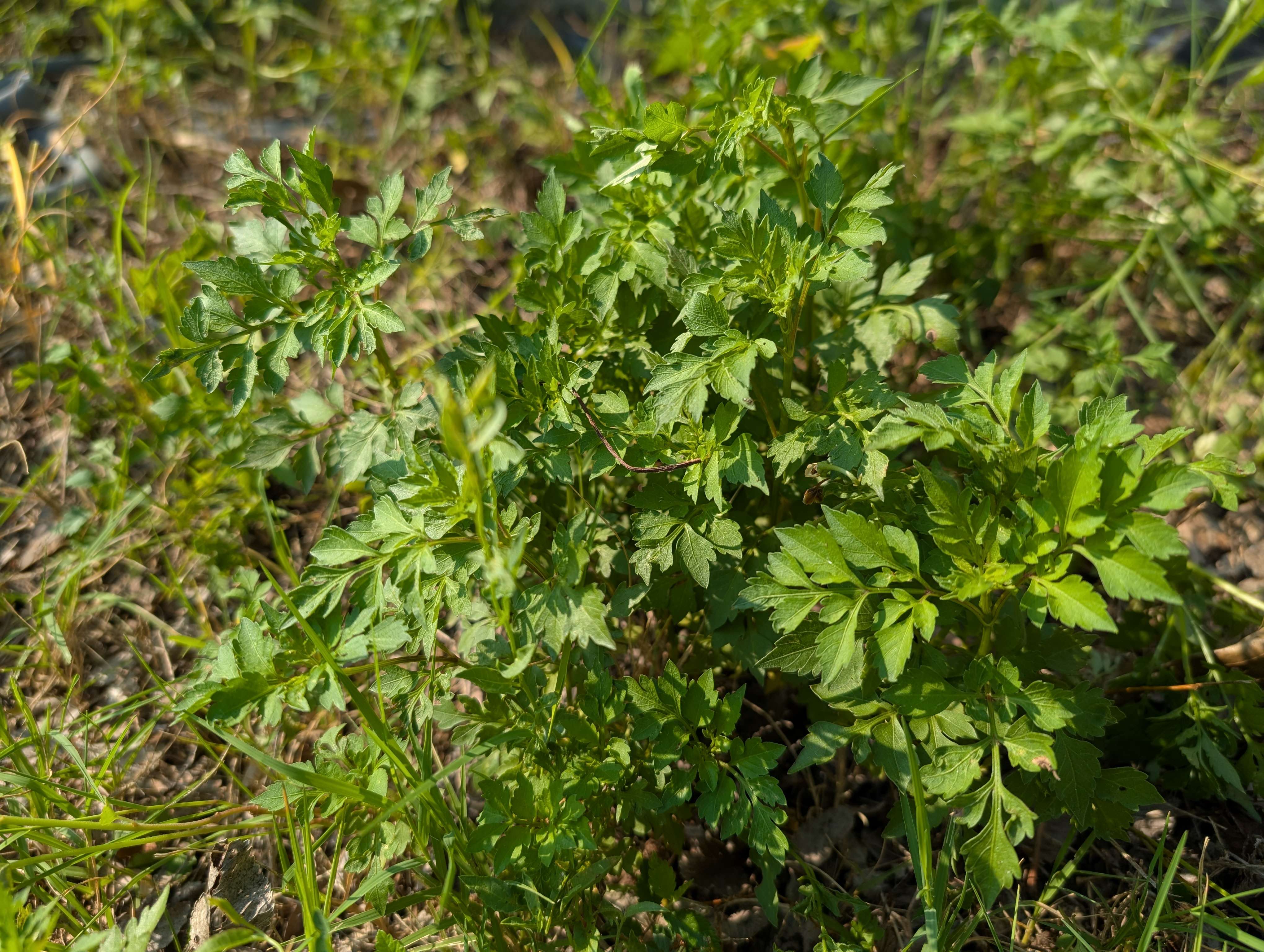 Central Kansas rains leading to strong and healthy weed populations