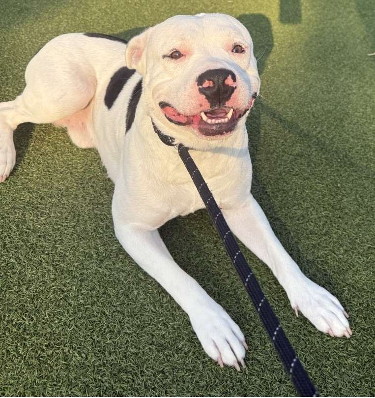 Mickey Mouse&nbsp; (Photo courtesy of the Hutchinson Animal Shelter)&nbsp;