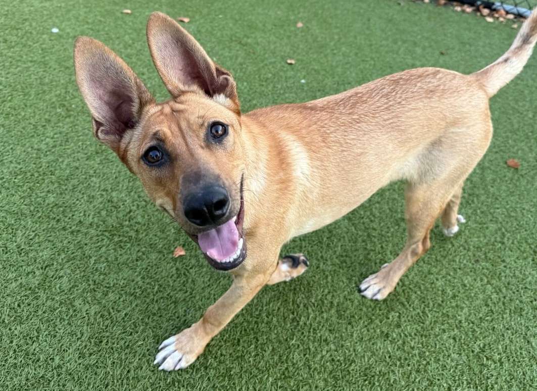 Hazel (Photo courtesy Hutchinson Animal Shelter)