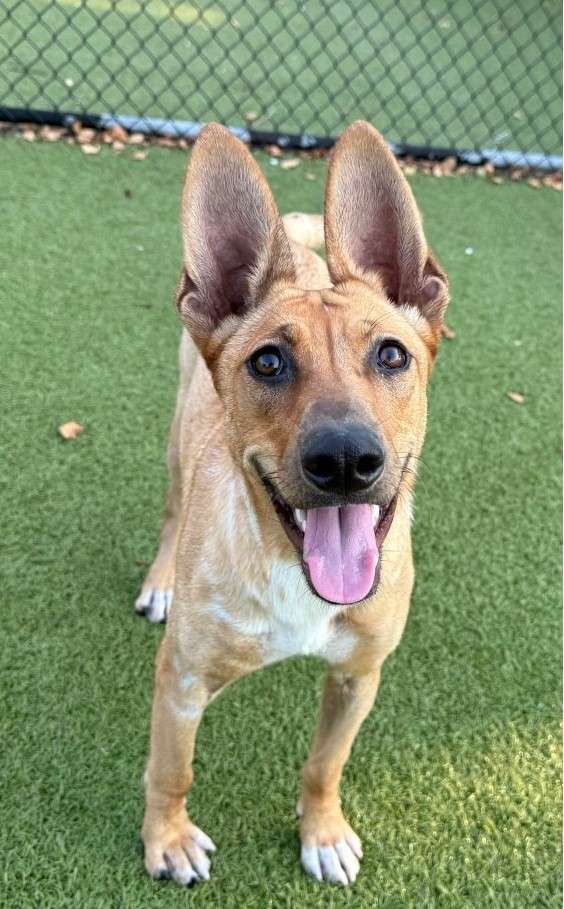 Hazel (Photo courtesy Hutchinson Animal Shelter)