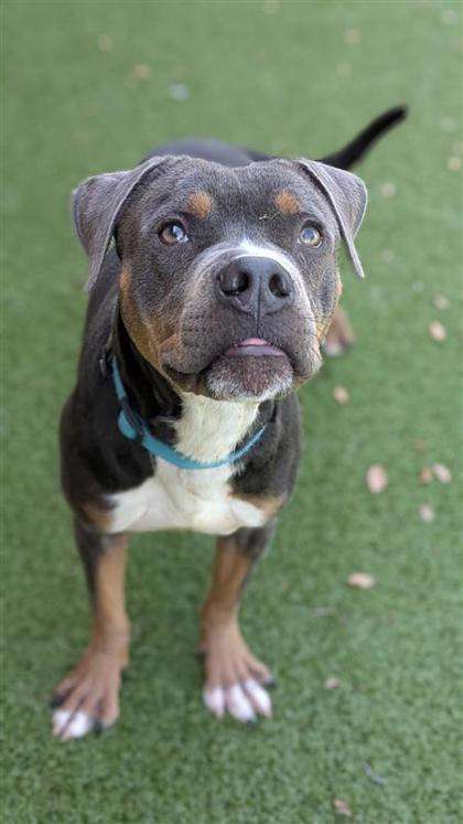 Tubbs (Photo courtesy Hutchinson Animal Shelter)