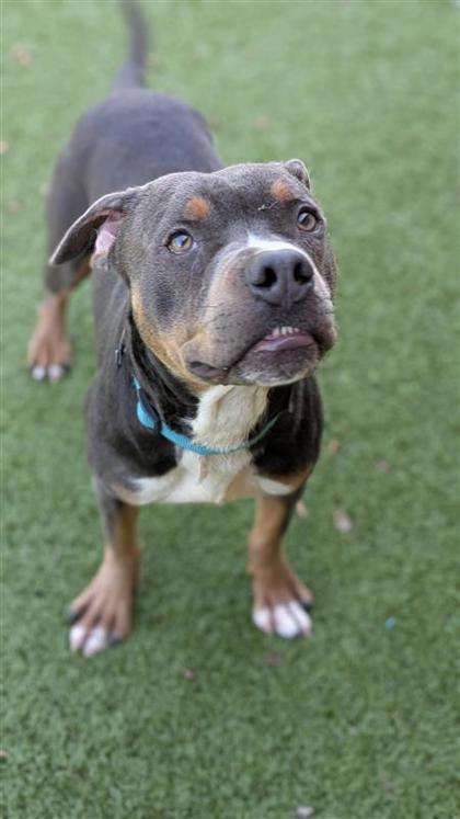 Tubbs (Photo courtesy Hutchinson Animal Shelter)