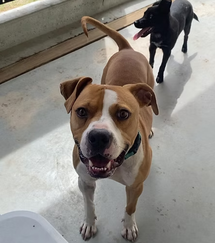 Whiskey (Photo courtesy Pratt Area Humane Society)