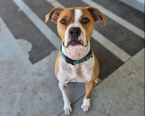 Whiskey (Photo courtesy Pratt Area Humane Society)