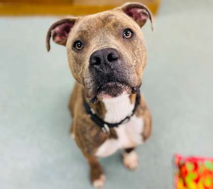 Kota (Photo courtesy Caring Hands Humane Society)