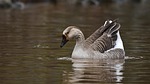 Avocet WMA Boat Ramp to Open, Frye to Close