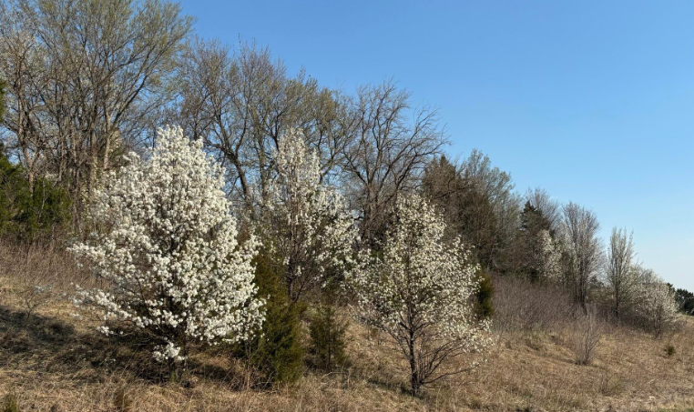 Callery Pear (Photo courtesy Kansas Forestry Service).png