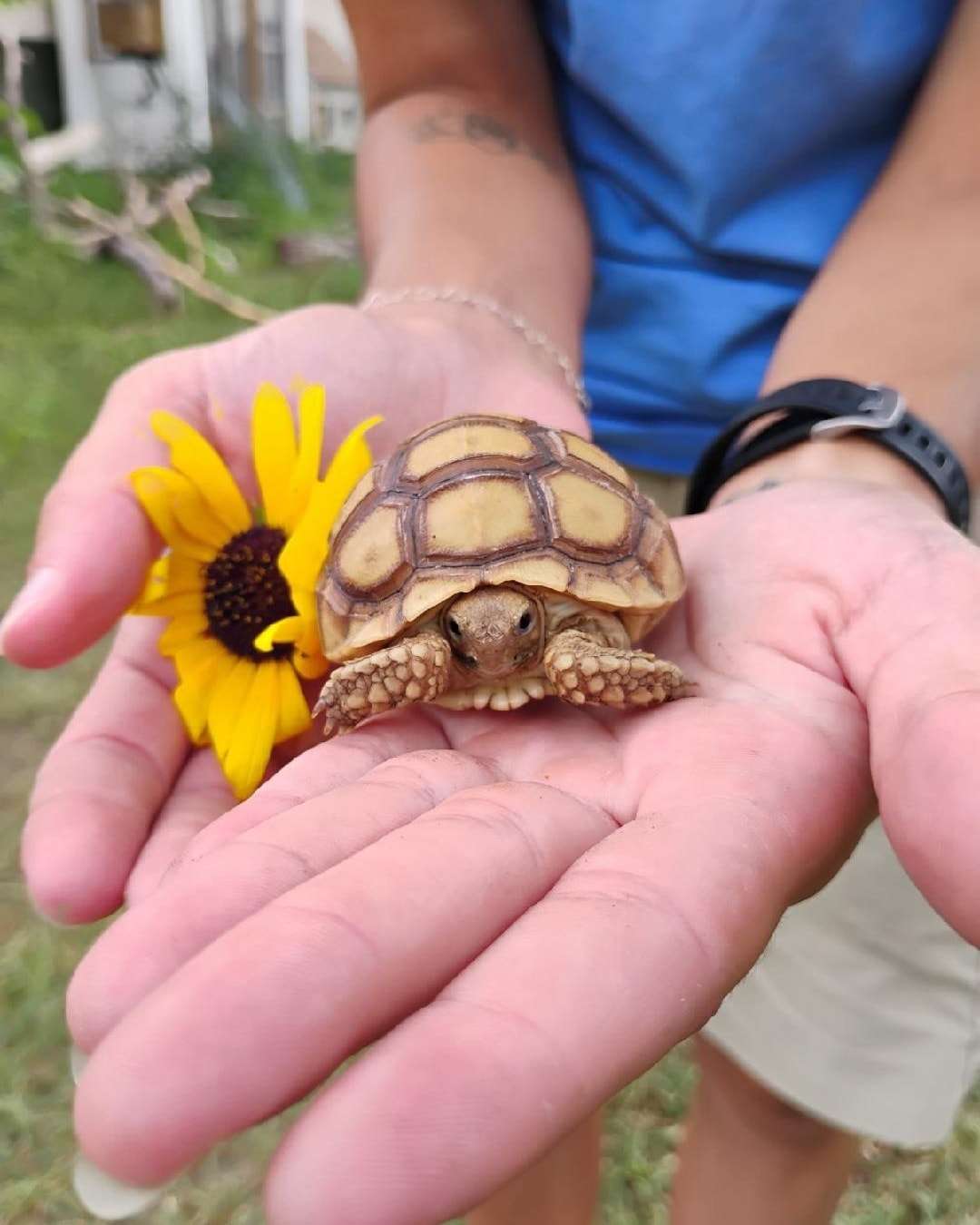 Photo Courtesy Hutchinson Animal Shelter