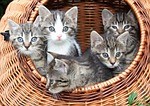 Snuggle a kitten and drink some tea this evening in downtown St. Joseph