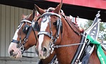 Budweiser Clydesdales will be in Aggieville