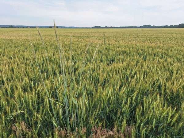 Cereal rye in wheat crop. Photo by K-State Research and Extension