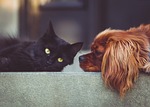 Kid's Fair promotes importance of pet adoption