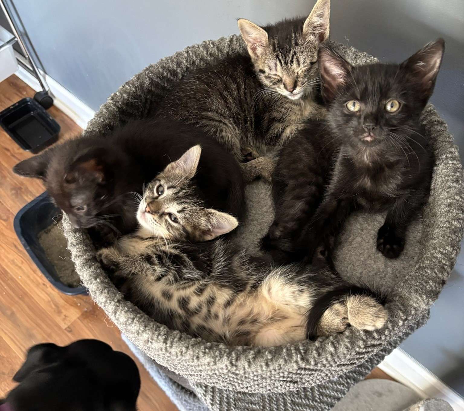 (Photo courtesy Redemption Animal Rescue)