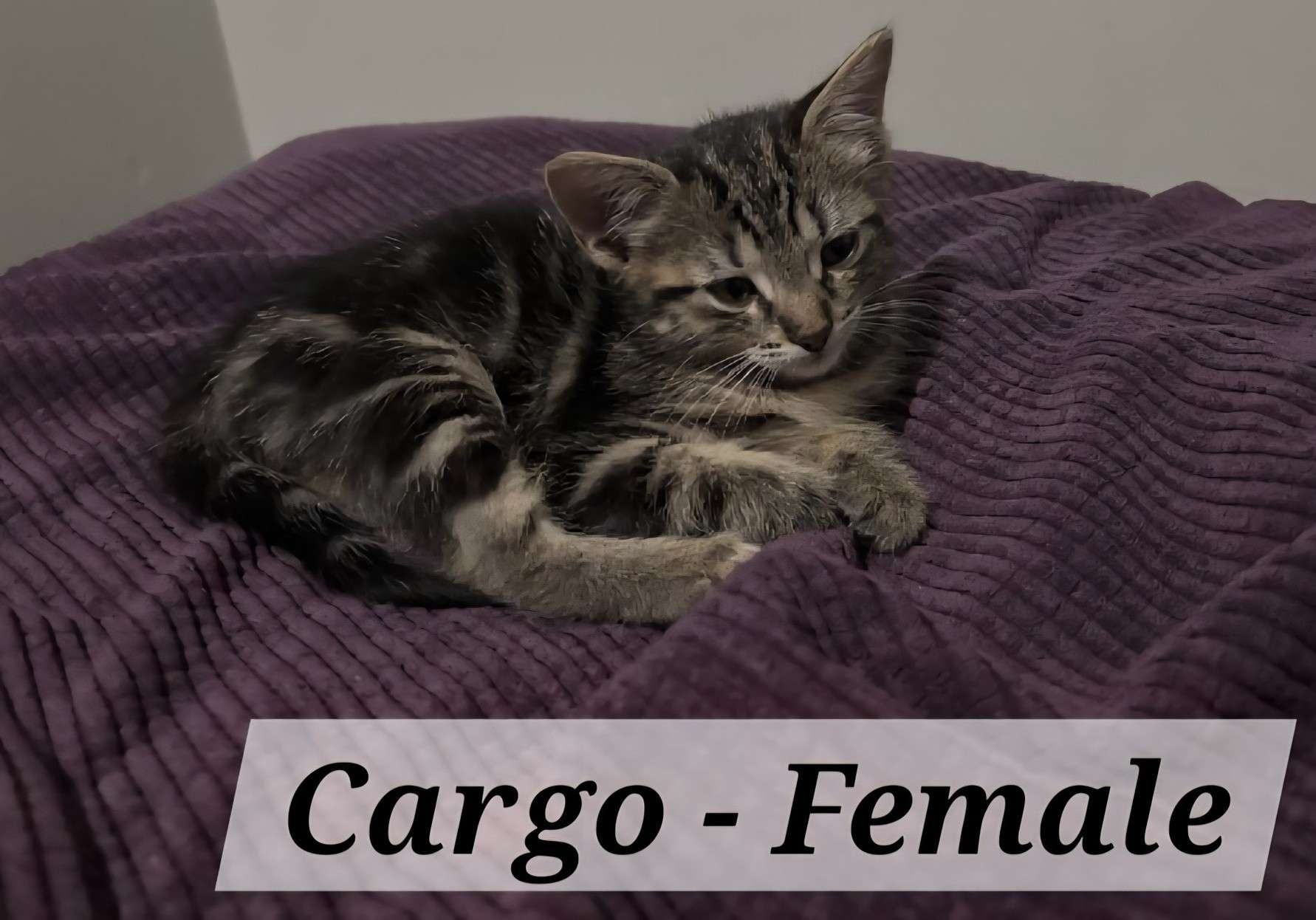 Cargo (Photo courtesy Redemption Animal Rescue)