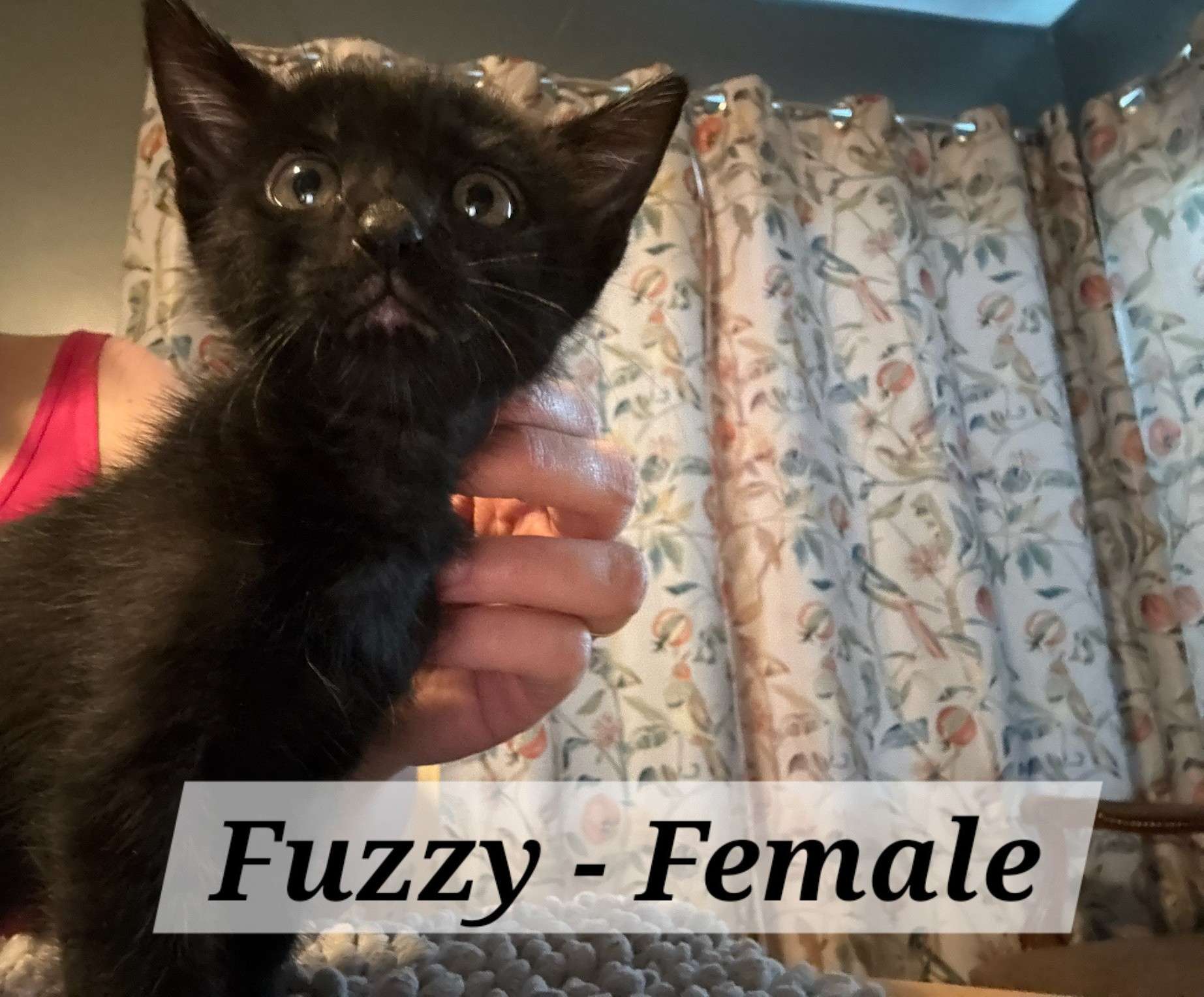 Fuzzy (Photo courtesy Redemption Animal Rescue)