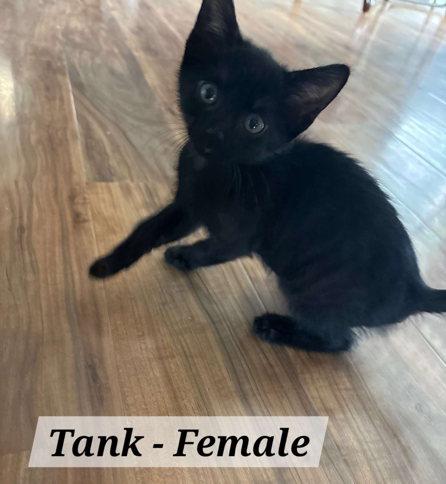 Tank (Photo courtesy Redemption Animal Rescue)