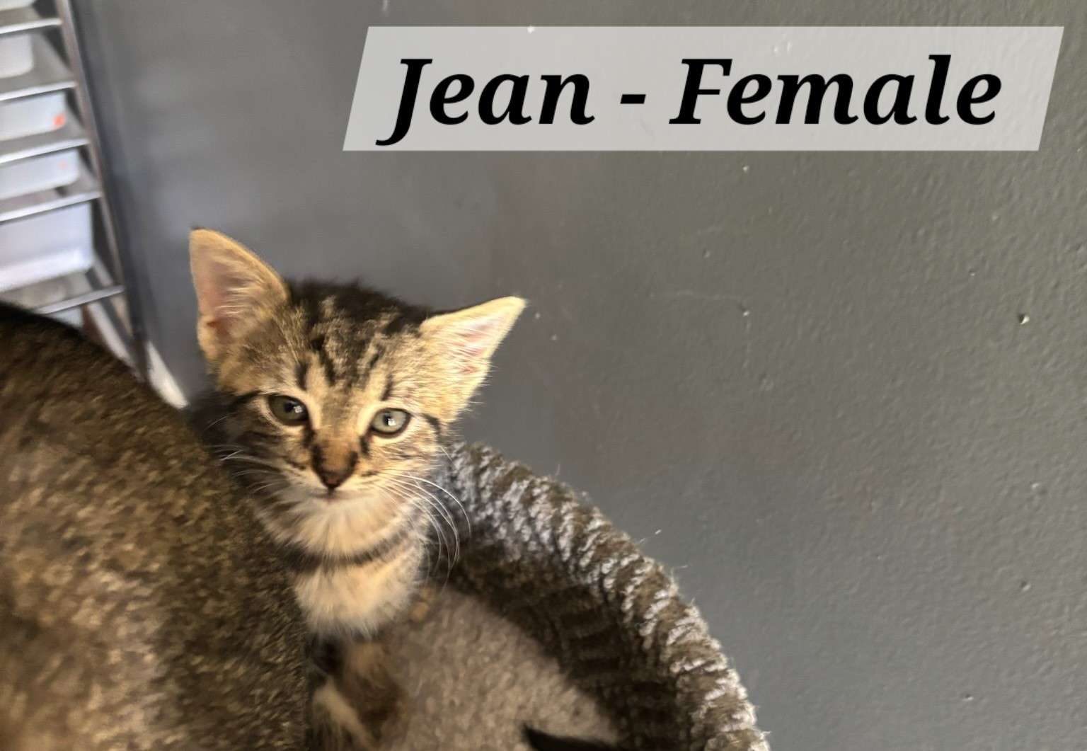Jean (Photo courtesy Redemption Animal Rescue)