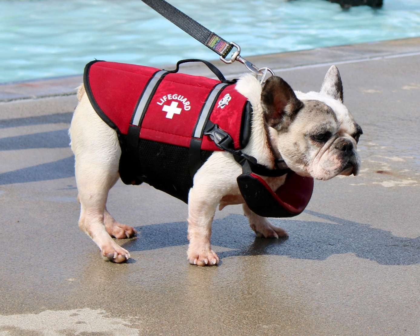 A French Bulldog on guard duty at the Hays Recreation Commission dog swim at Hays Aquatic Park. Photo by Tony Guerrero/Hays Post