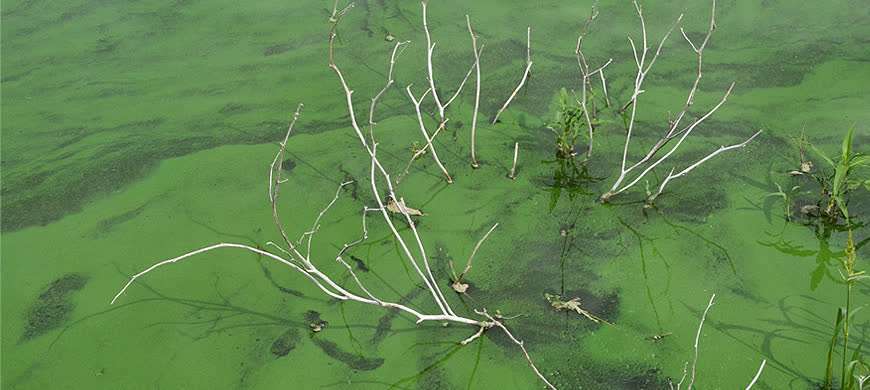 Algae bloom (Photo courtesy of the Kansas Department of Health and Enviroment)