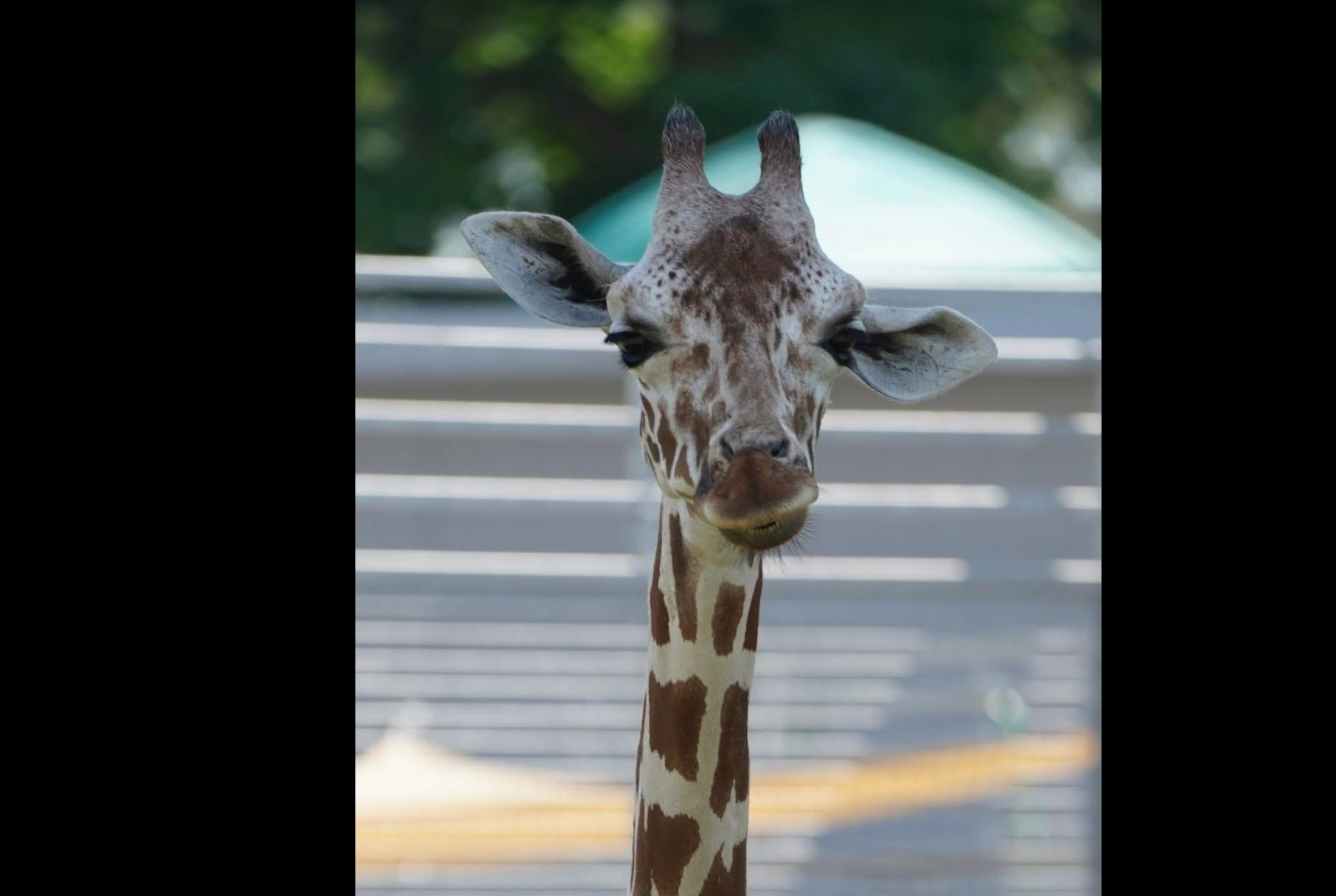 Photo courtesy Topeka Zoo