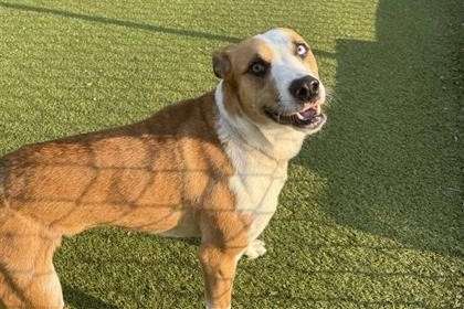 Hickory (Photo courtesy Hutchinson Animal Shelter)